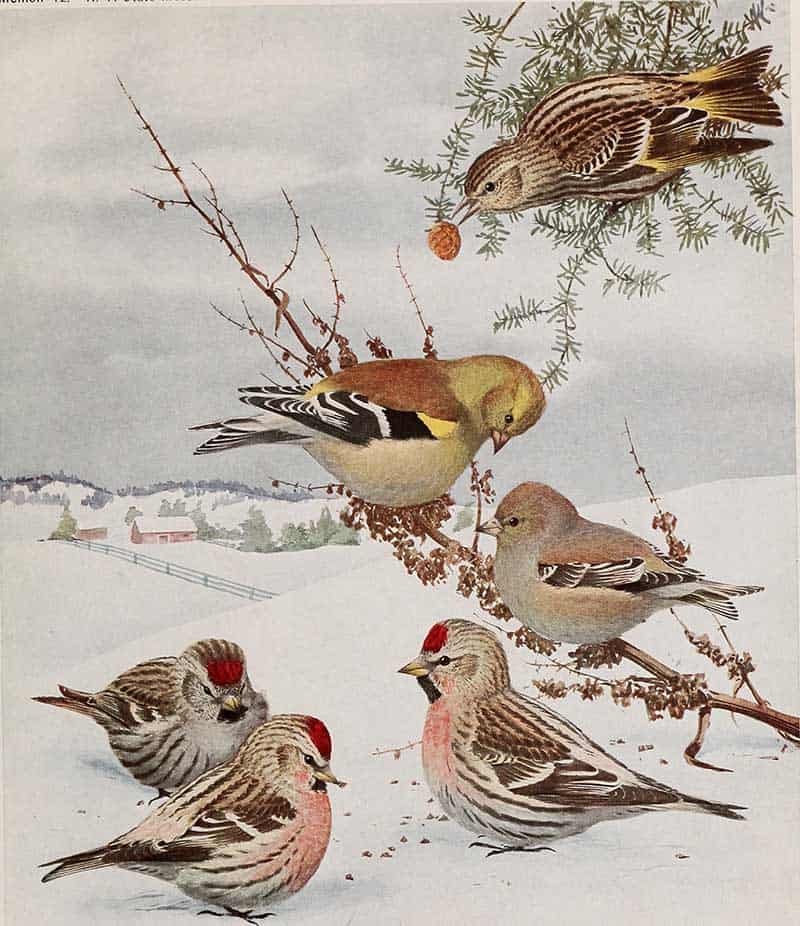Flock of winter finches including Common Redpolls (Acanthis flammea) and goldfinches feeding in the snow, vintage plate.