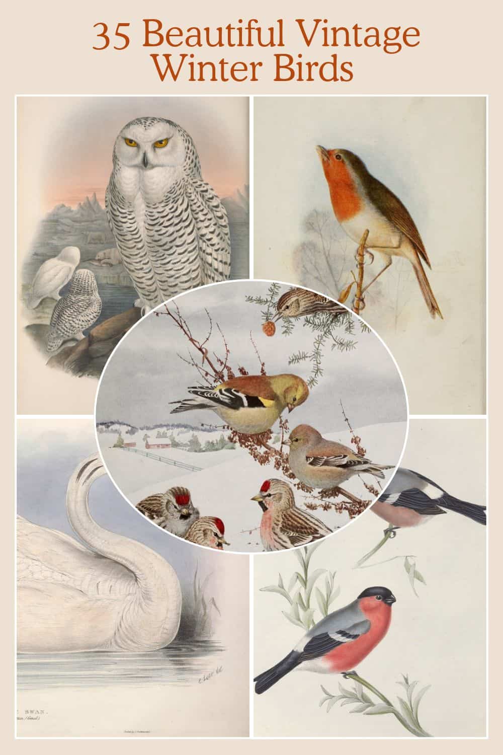 vintage winter birds christmas birds pin