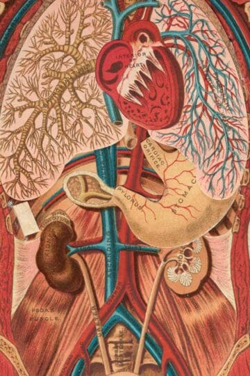 Anatomy prints vintage feature