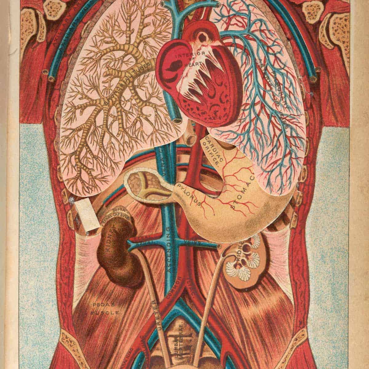 Anatomy prints vintage feature