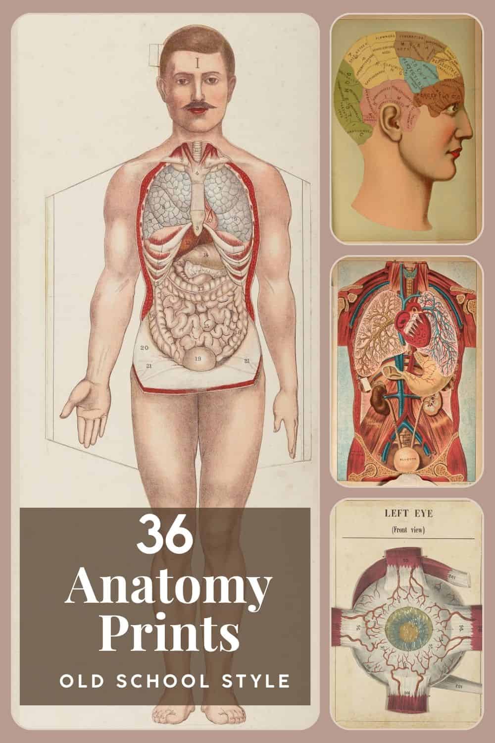 36 victorian antaomy prints pins