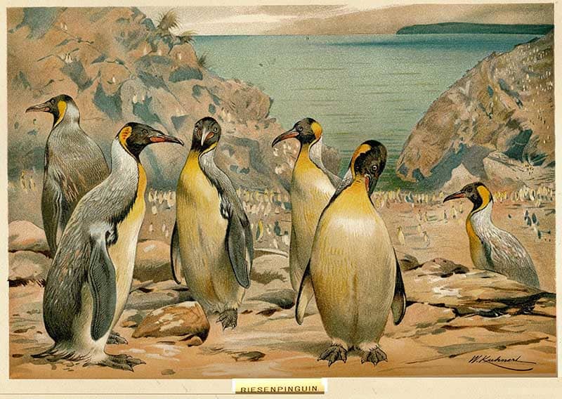 by German wildlife artist Wilhelm Kuhnert depicts a 19th-century speculative reconstruction of the extinct New Zealand giant penguin (Pachydyptes ponderosus),