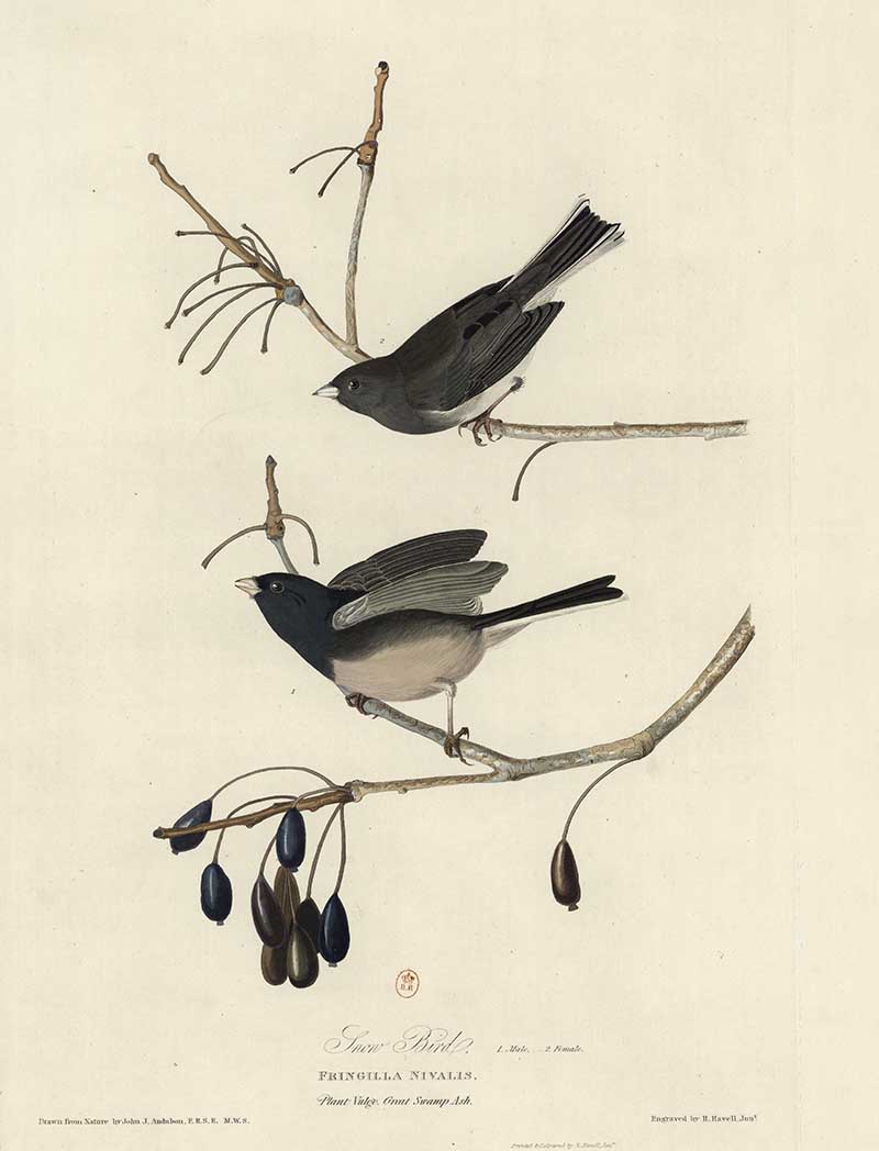 Dark-eyed Junco (Junco hyemalis), the 'Snow Bird', two birds on bare branches among seeds, plate from John James Audubon's The Birds of America.