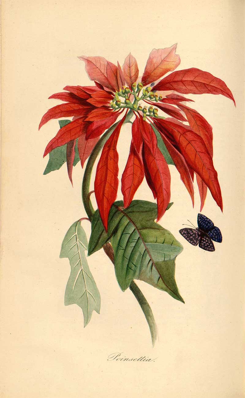 Poinsettia branch with red bracts, green leaves and a dark butterfly, from Pierre Bernard's Le Jardin des Plantes: Description complète, historique et pittoresque du Muséum d'Histoire Naturelle.