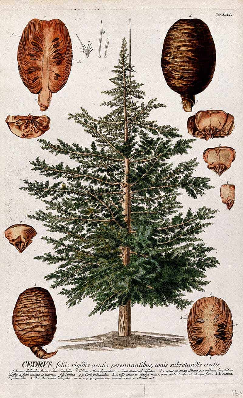 Cedar tree with large cones, cone scales and botanical details, illustrated by Georg Dionysius Ehret and engraved by Johann Jacob Haid for Christopher Jacob Trew's Plantae Selectae.