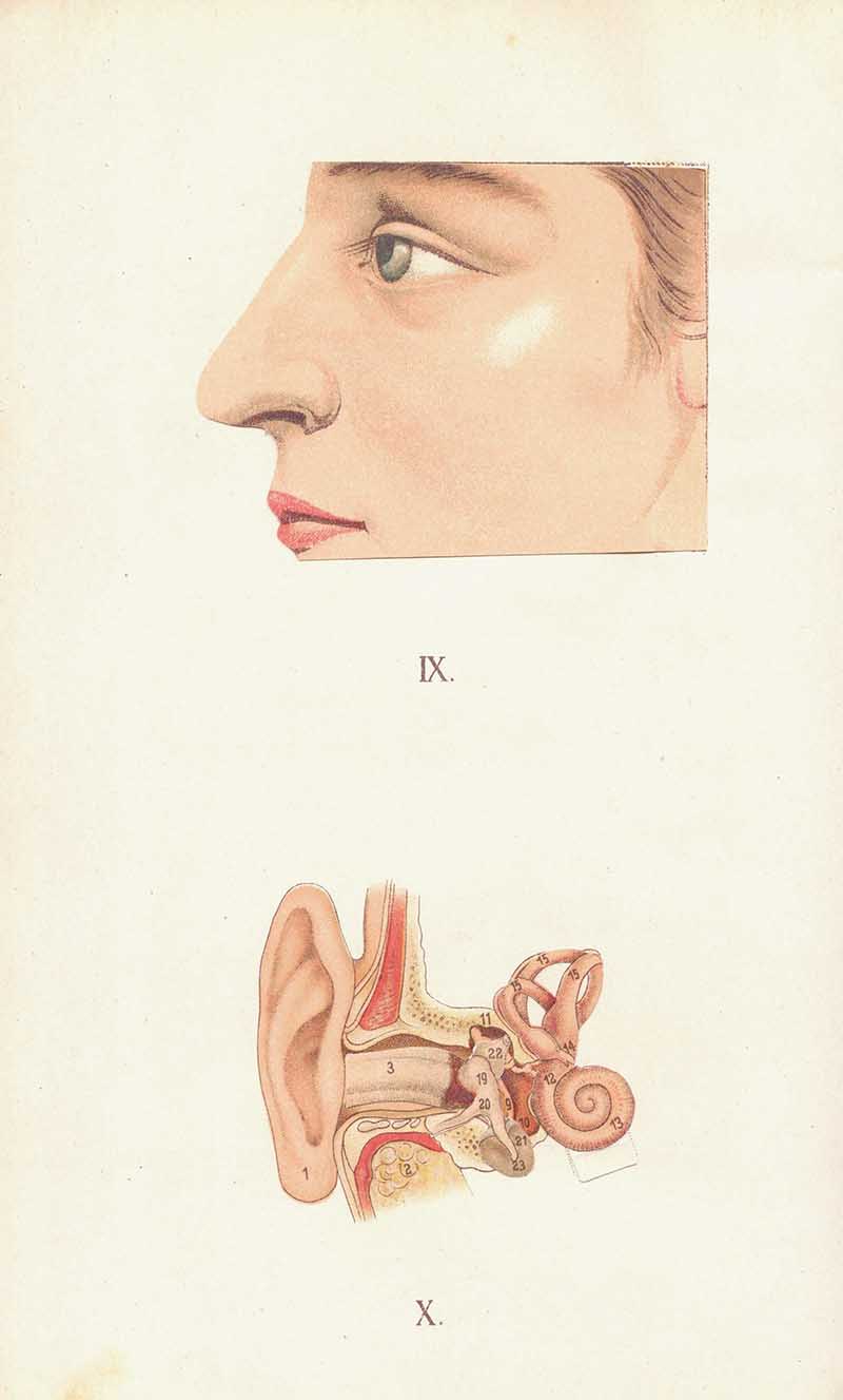 Atlas of Anatomie plate showing a side profile of the nose and a detailed ear anatomy diagram
