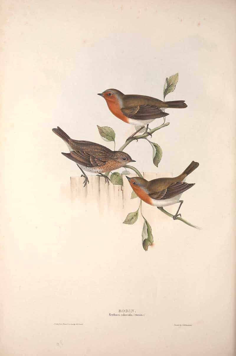 Three European Robins (Erithacus rubecula) among leafy branches, hand-coloured plate from John Gould's The Birds of Europe (volume II).