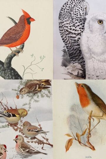 Winter Christmas Birds Feature image