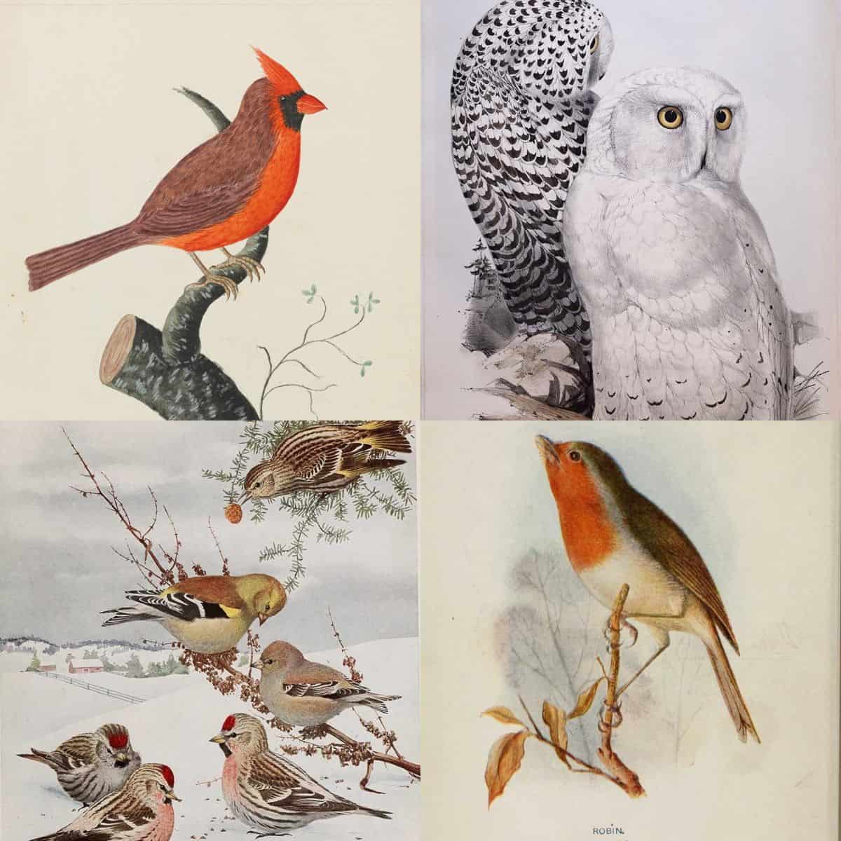 Winter Christmas Birds Feature image