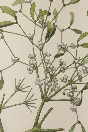 Winter botanicals feature image with mistletoe