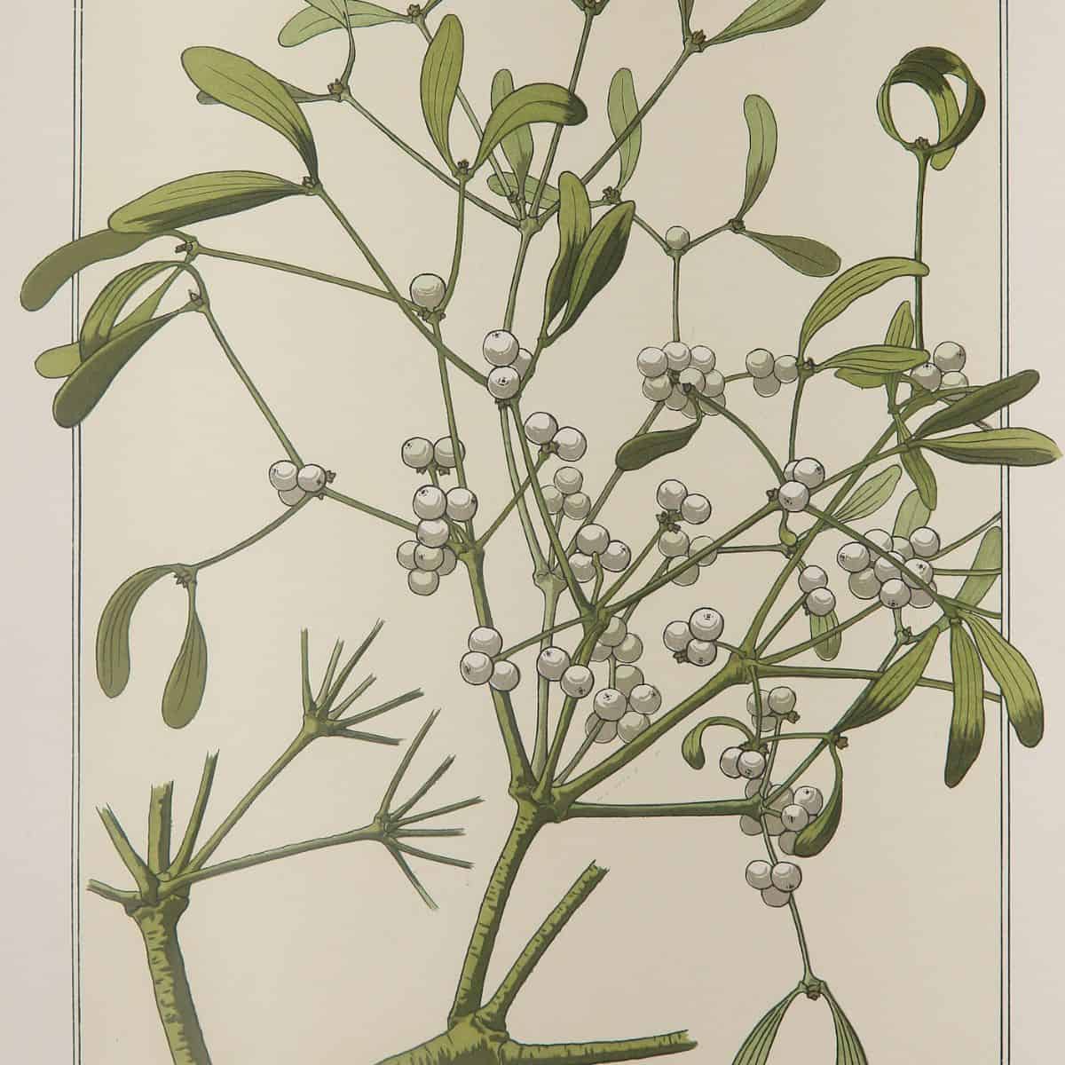 Winter botanicals feature image with mistletoe